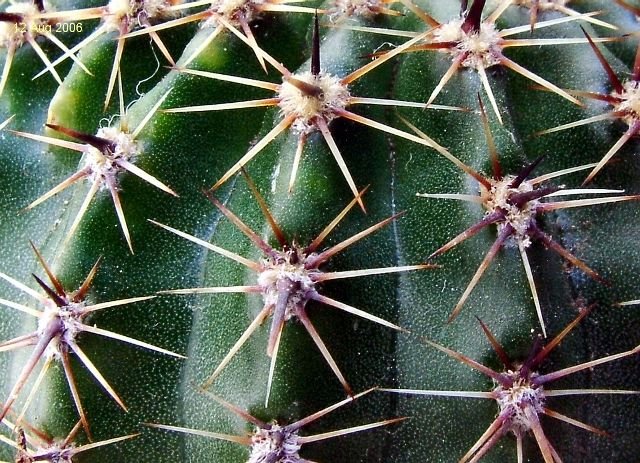 Lobivia _aurea _GC392a.01 _(Echinopsis aurea) _03